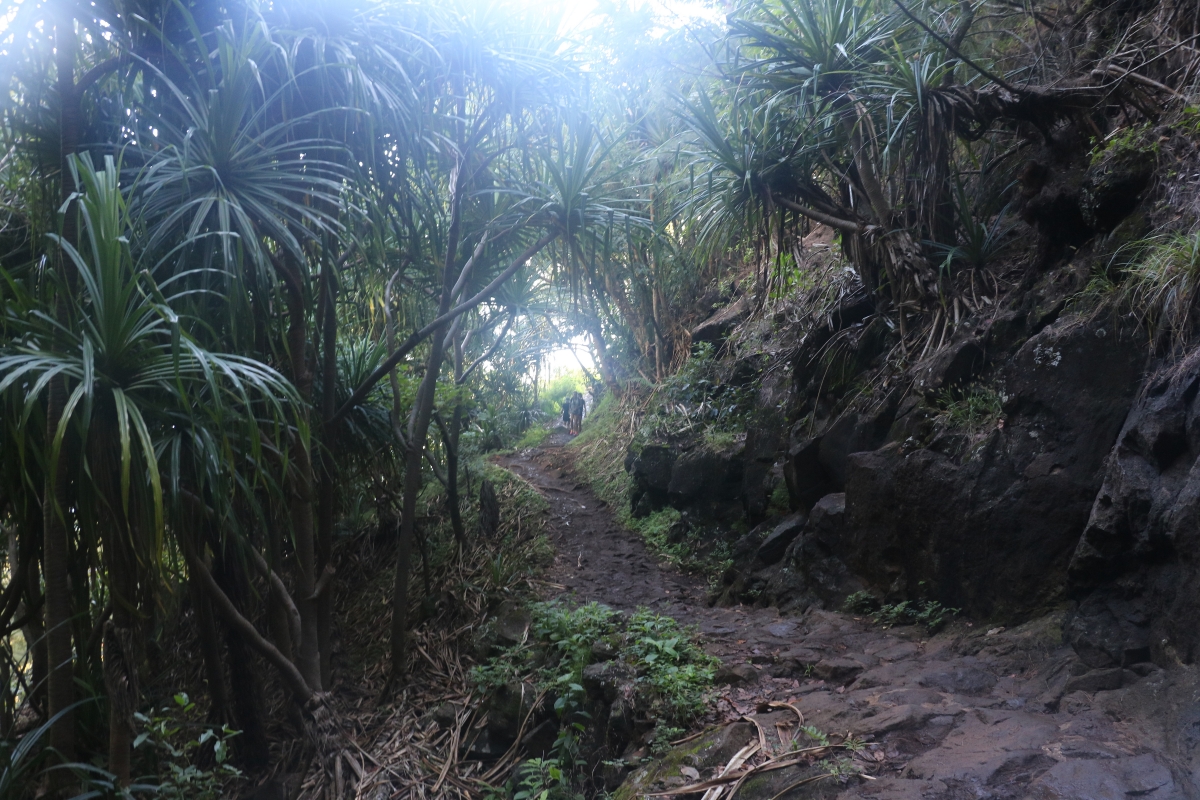 dense Tropical trees   